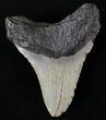 Megalodon Tooth - North Carolina #20804-2